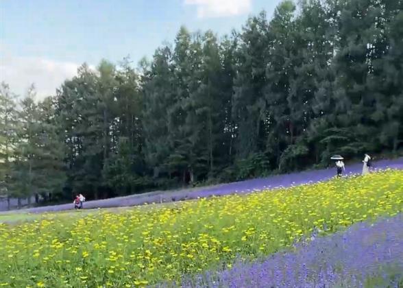 Farm Tomita in Furano