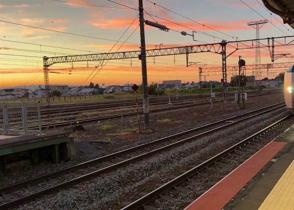 Running Train at Sunset