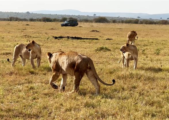 Lions in the Masai Mara National Reserve