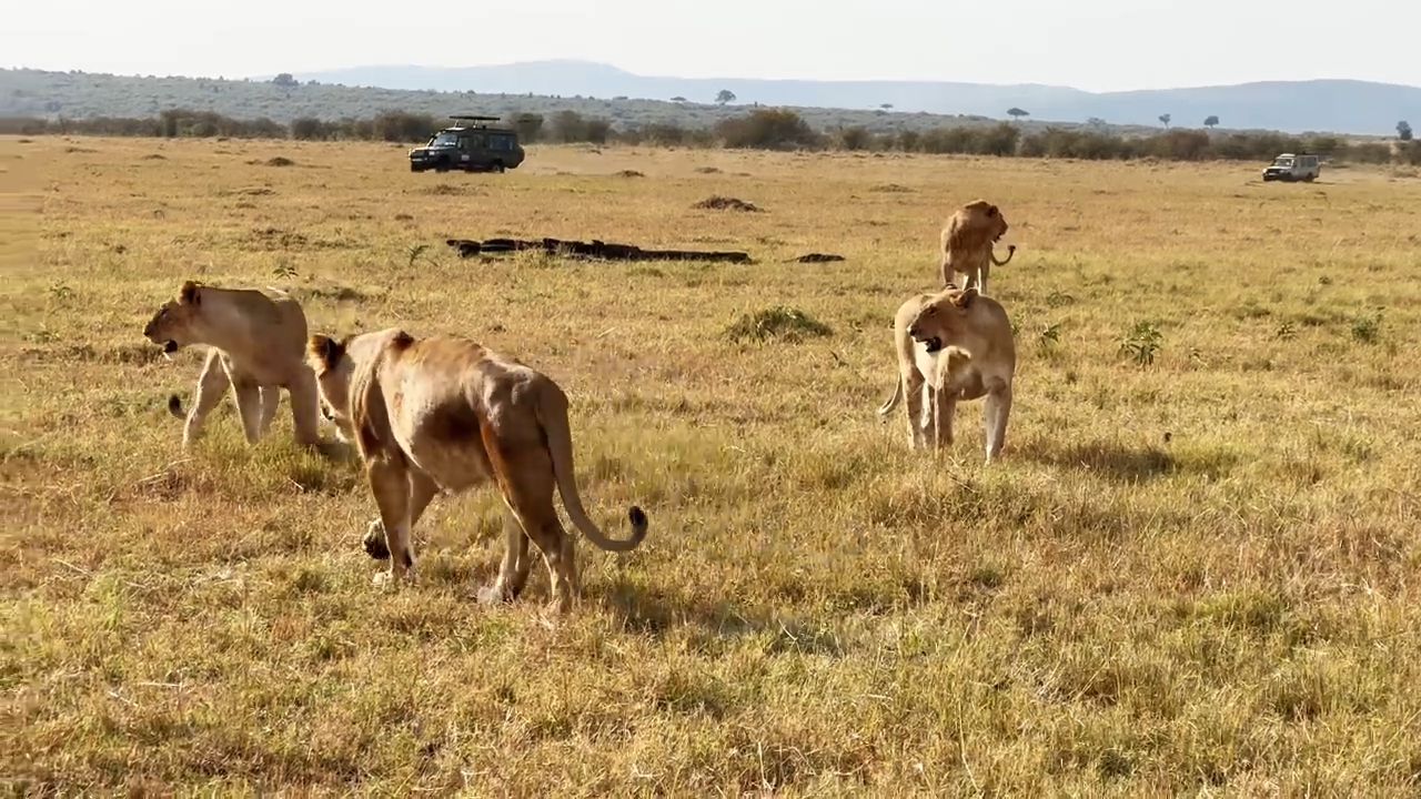 Lions in the Masai Mara National Reserve