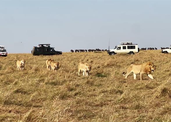 A Lion Group in the Masai Mara National Reserve