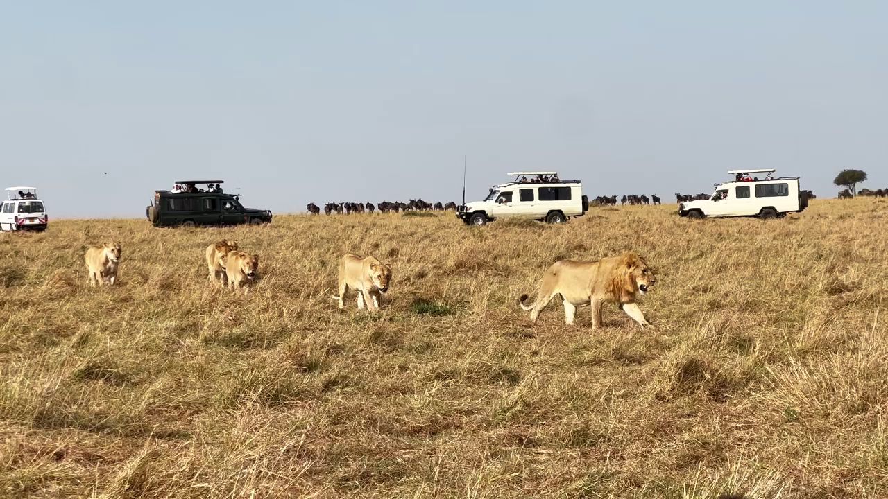 A Lion Group in the Masai Mara National Reserve