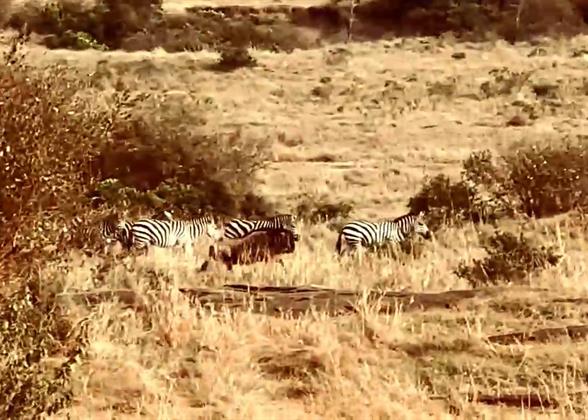 The Migration in the Masai Mara Reserve
