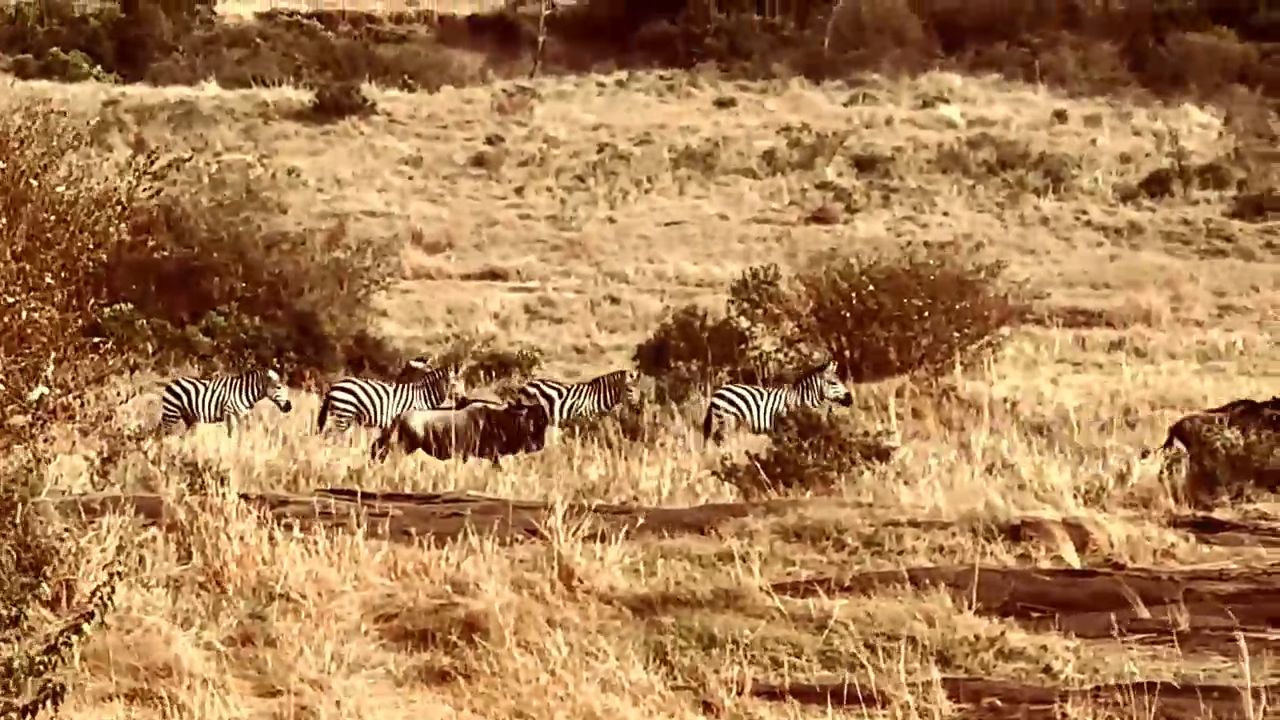 The Migration in the Masai Mara Reserve