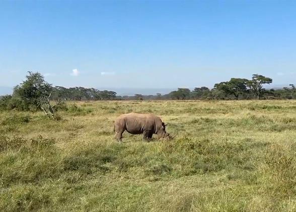 Meet a Rhino during the Safari in Kenya