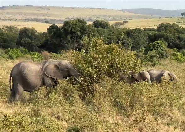 Game Drive in Kenya