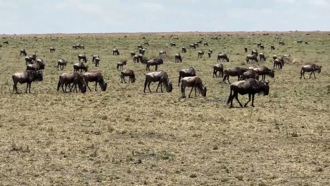 Game Drive in Kenya