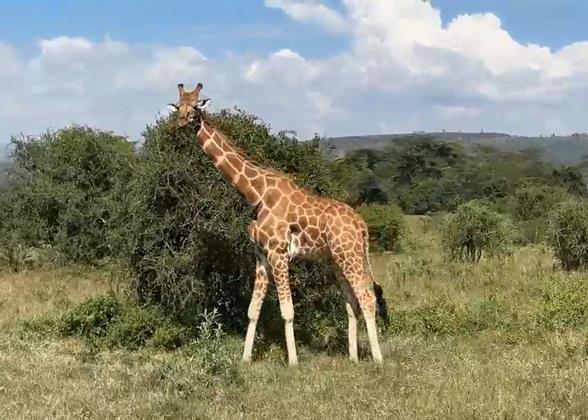 Meet a Giraffe during the Game Drive