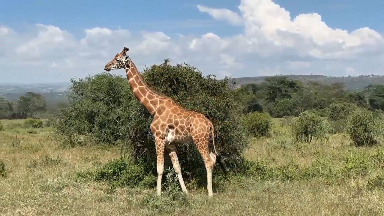 Meet a Giraffe during the Game Drive