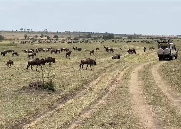 Game Drive in Kenya