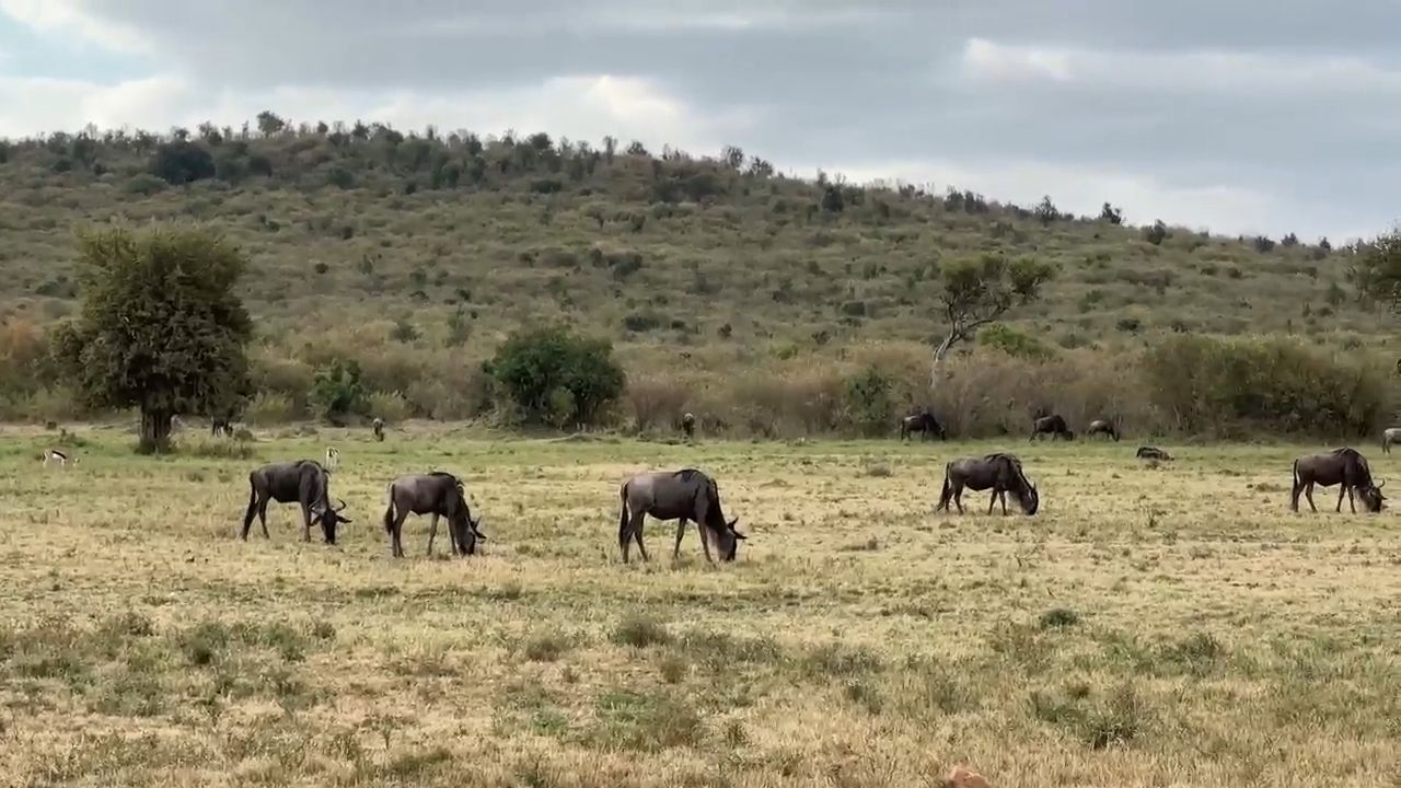 Game Drive in Kenya