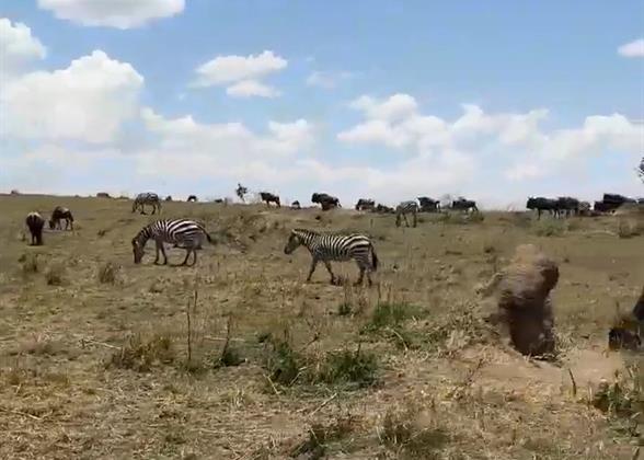 Safari in Kenya