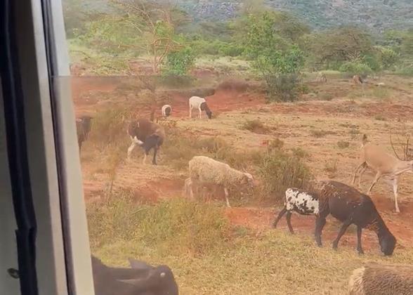 A Herd of Sheep on the Way to Masai Mara