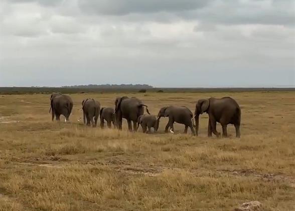 Kenya Safari Tour