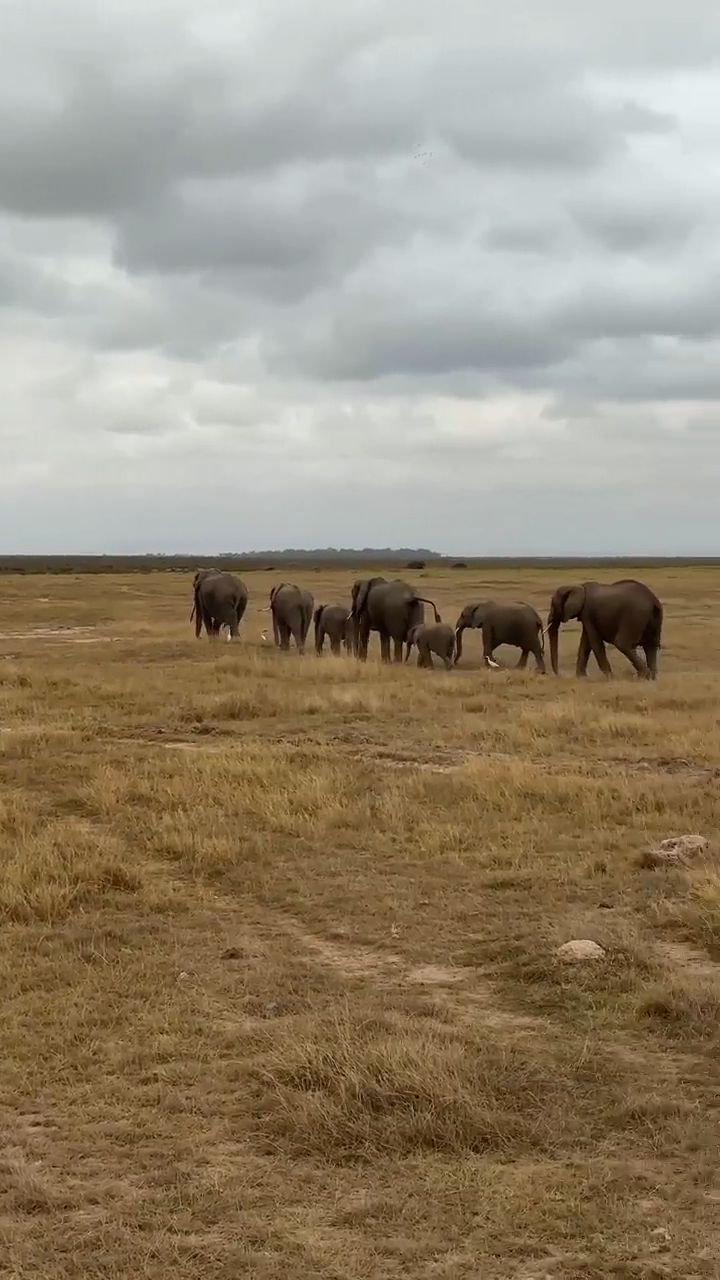 Kenya Safari Tour