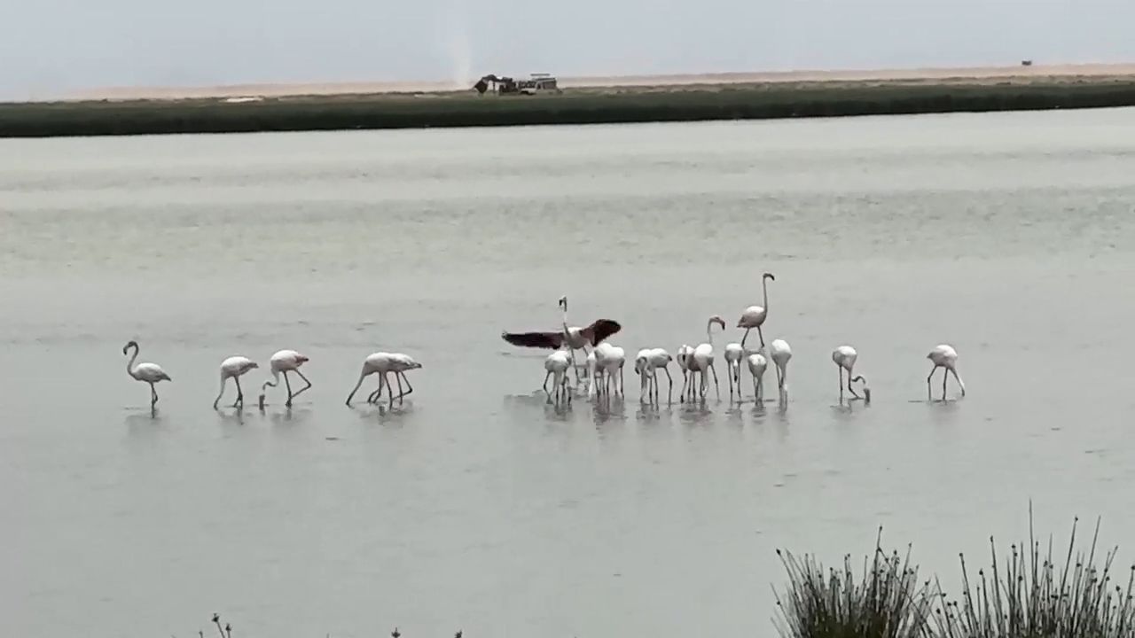 Safari in Kenya