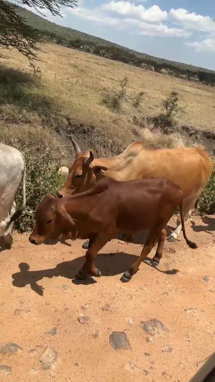 Game Drive to Masai Mara