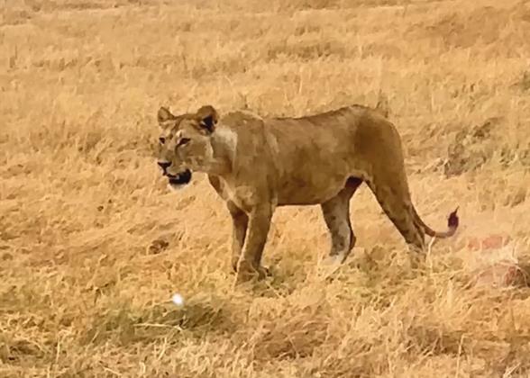 Best Kenya Safari