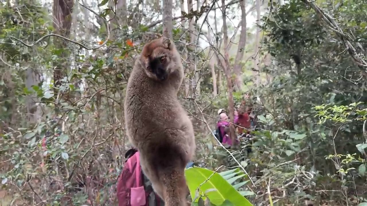 Spot Lemurs in Madagascar