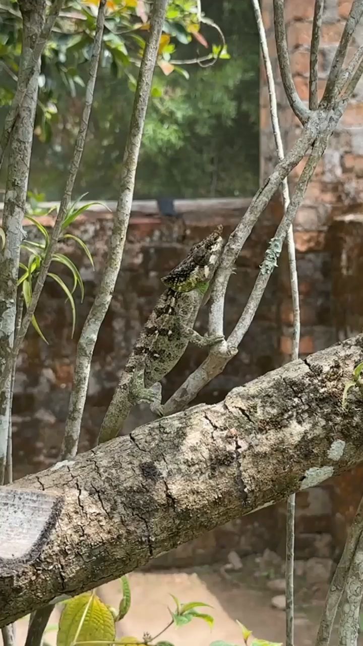 Chameleons in Madagascar Exotic