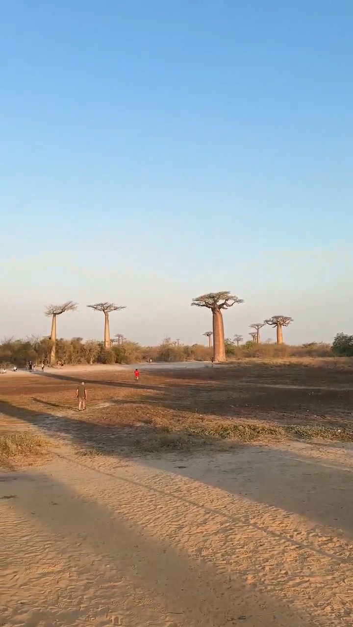 Avenue of the Baobabs