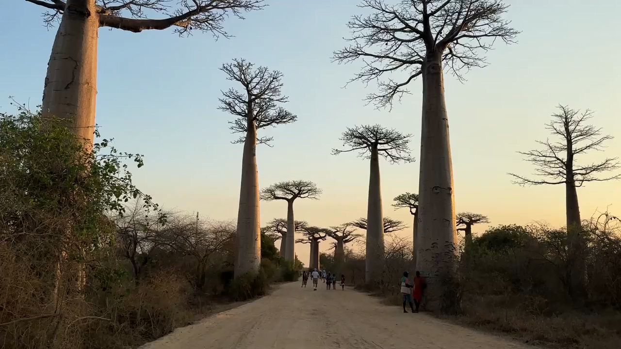 The Baobabs, Morondava