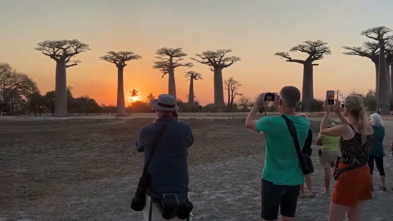 Avenue of the Baobabs at Dusk