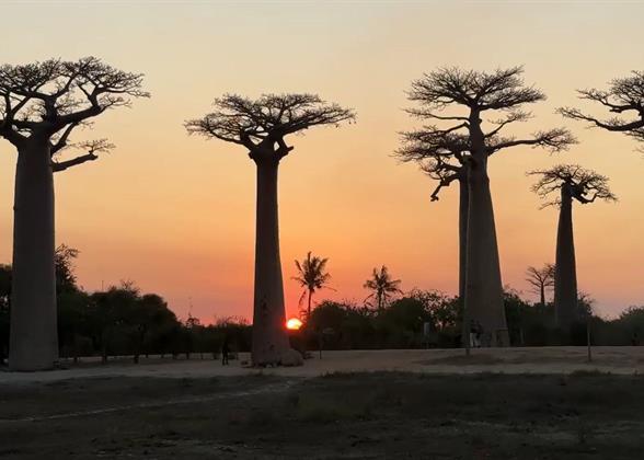 Sunset at the Baobabs Avenue