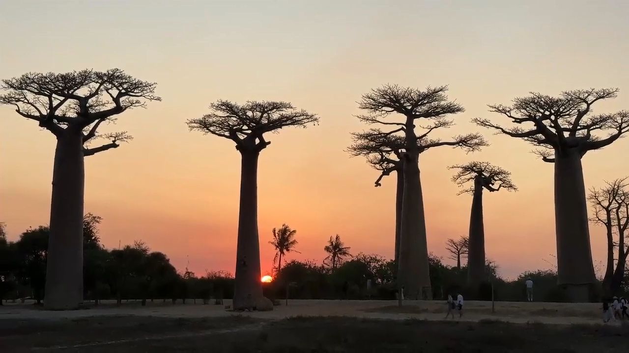 Sunset at the Baobabs Avenue