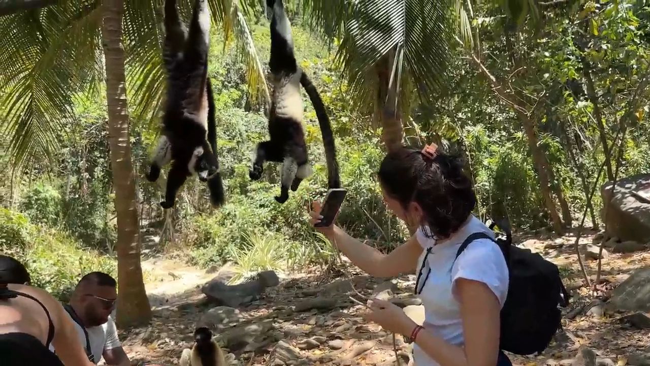 Enjoy Close Contact with Lemurs in Madagascar