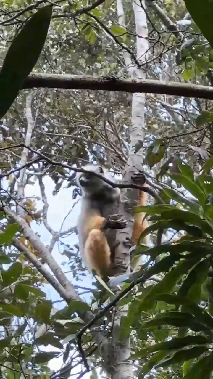 Spot Lemurs in Andasibe National Park