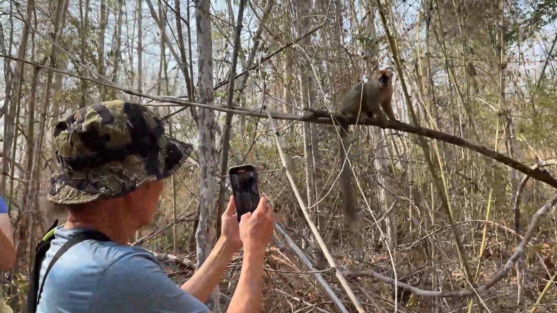 Meet the Lemurs in the National Park