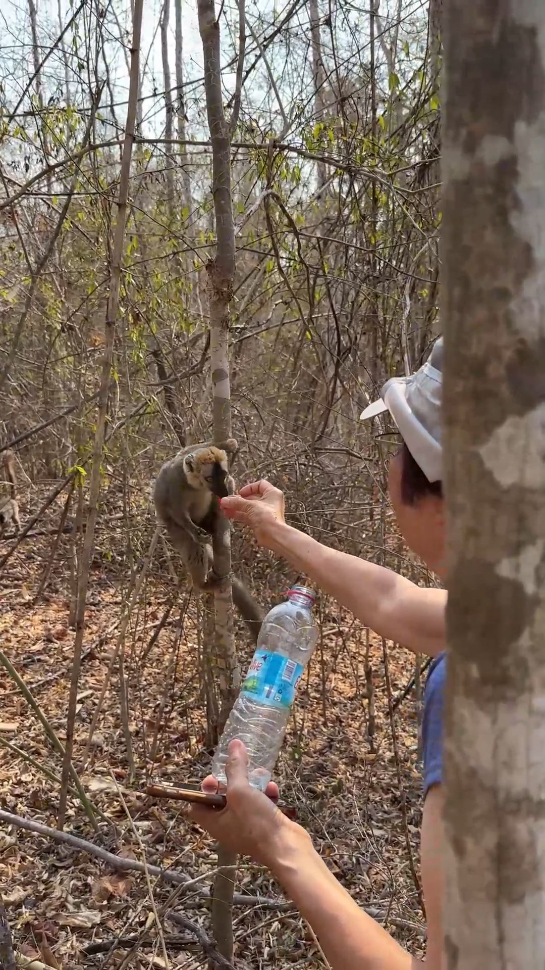 Enjoy Close Contact with the Lemurs in Madagascar