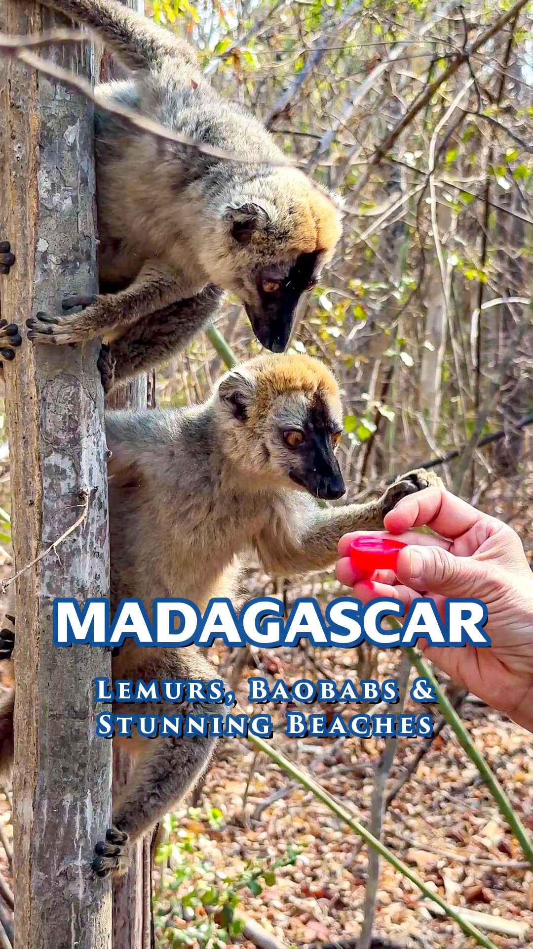 Wonders of Madagascar