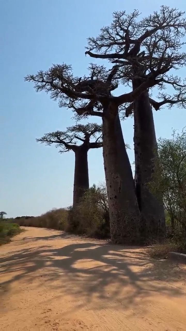 Unsurfaced Country Road with Baobabs