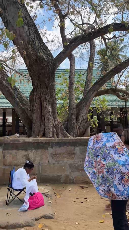 Sri Maha Bodhi Tree