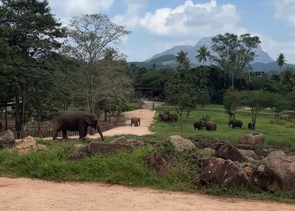 Pinnawela Elephant Orphanage