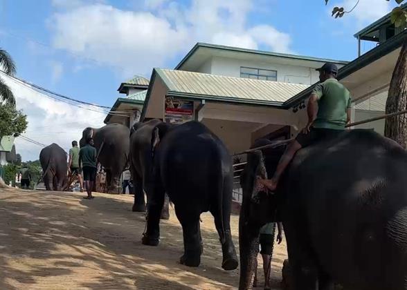 Pinnawela Elephant Orphanage