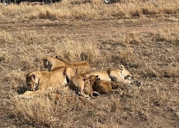 Safari in Serengeti National Park