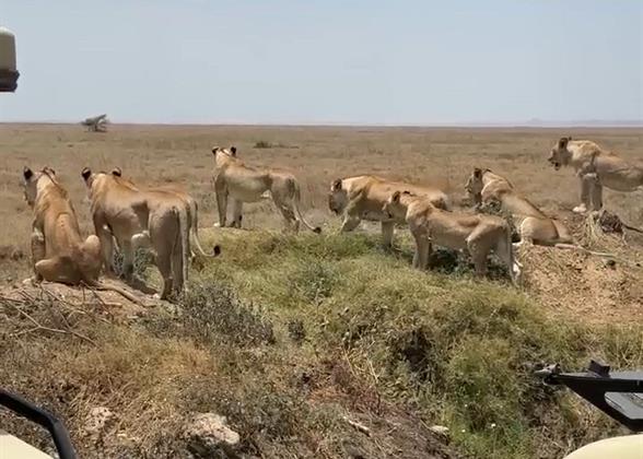 Safari in Serengeti