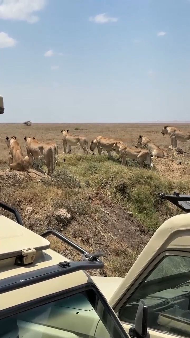 Safari in Serengeti