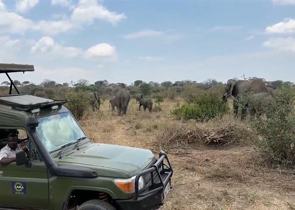 Elephants in Tarangire NP