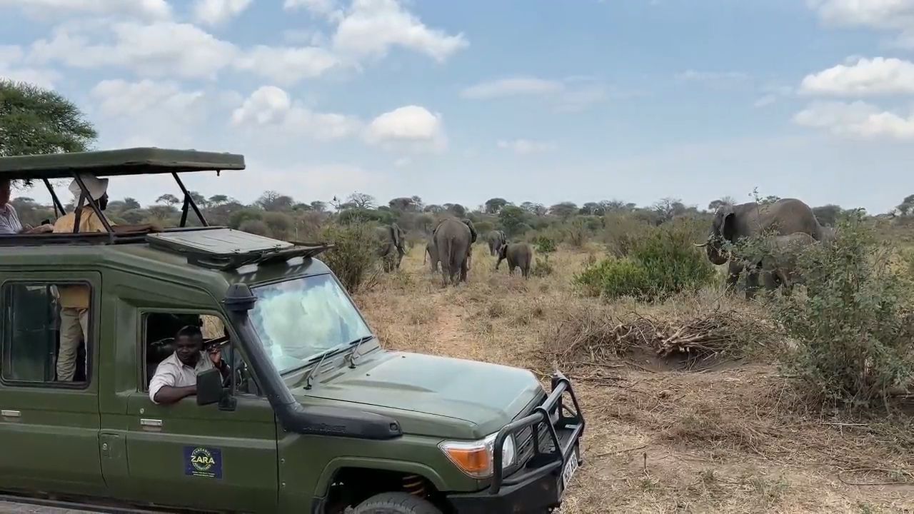 Elephants in Tarangire NP