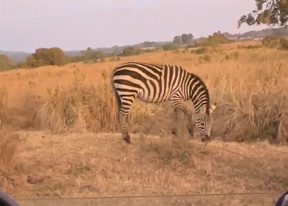 Zebras Foraging by the Road