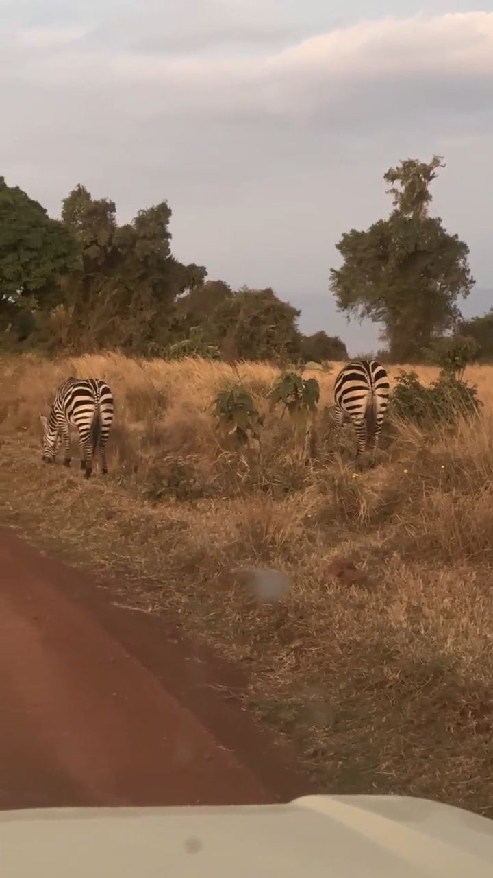 Zebras Foraging by the Road