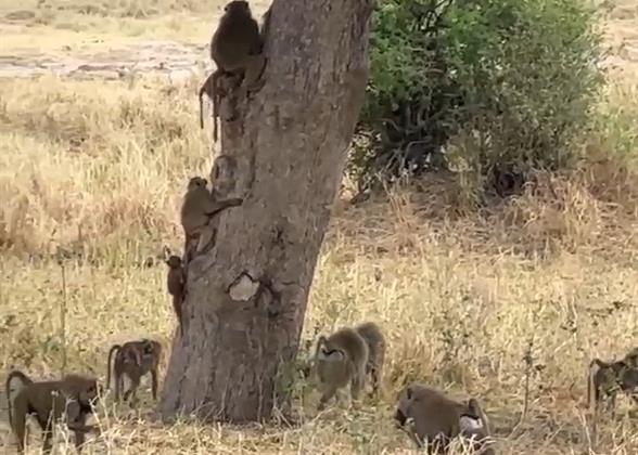 Tanzania Safari