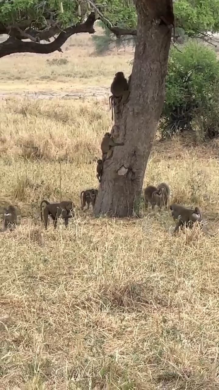 Tanzania Safari