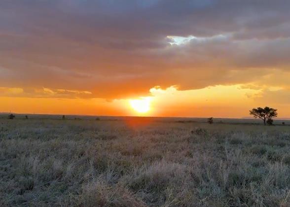 Safari in Tanzania