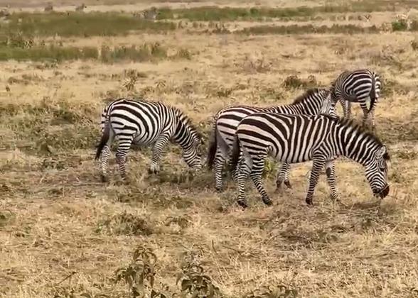 Safari in Tanzania and Kenya