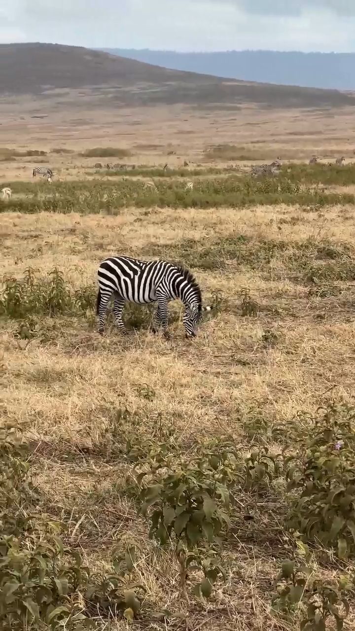 Safari in Tanzania and Kenya